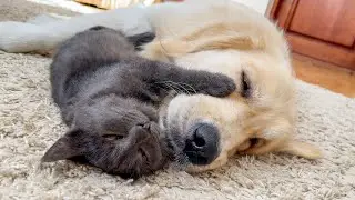 Adorable Kitten Refuses to Sleep Without Her Beloved Golden Retriever!