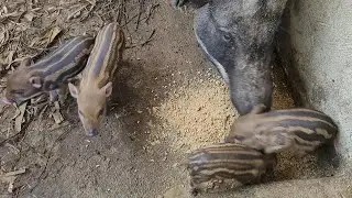 Mother Wild Boar Doesn't Want To Share Food With Her Piglets