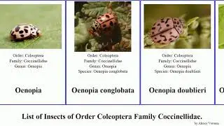 Insects of Order Coleoptera Family Coccinellidae lady beetle scymnus ladybird harmonia oenopia