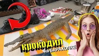 ШОК !!!!! КРОКОДИЛ на БАРАХОЛКЕ