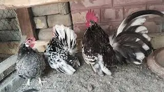 blue mortar Japanese blue moulted female black motor female blue moulted mail