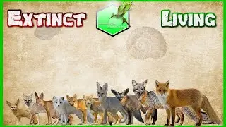 Fox Size Comparison [Living Extinct]