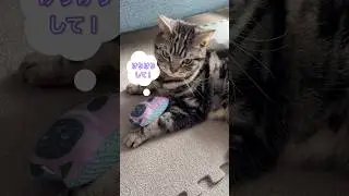 けりけりしてほしいおもちゃねこ🐈&zwj;⬛と気分屋えむちゃん😽