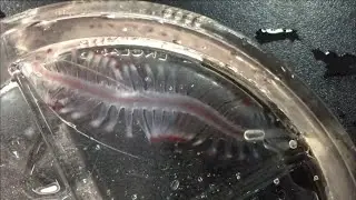Tomopteris