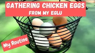 Eglu by Omlet: Gathering Eggs from my Eglu