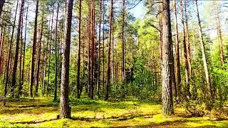 NATURAL TRANQUILITY 🌿 FOREST BIRDS SINGING TO EASE STRESS & ANXIETY