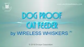 Dog Proof Cat Feeder
