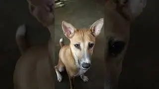 #Innocent dog face#☺️