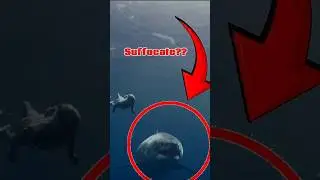 This Shark Will DIE If It Stops Swimming #shorts #shark #facts