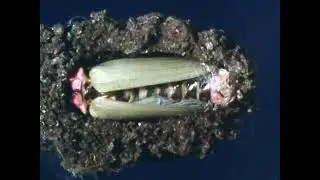 Animal Families: The Firefly (1986) Nature, Insects