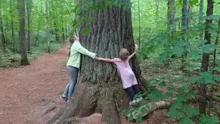 Lost Forty / Chippewa National Forest / Minnesota / Full Hiking Trail