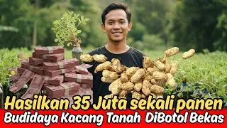 Luar Biasa‼️Hasilkan 35 Juta rupiah, &ldquo;Tanam Kacang Tanah Pakai Botol Bekas&rdquo;
