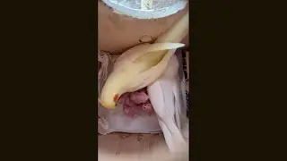 Baby Birds in their nest box