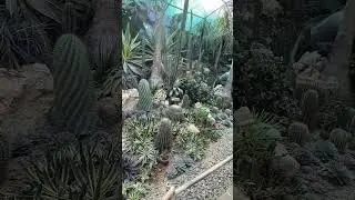 Succlents and cacti.🌵🌵 