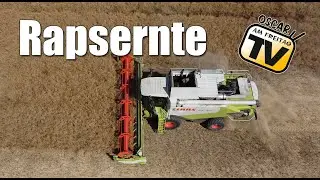 Rapsernte
