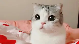 Super Cute Cat Catch Butterfly Play Hide-and-seek With Mom 超可愛貓咪抓小蝴蝶身姿矯健和媽媽玩捉迷藏 | Cat Vlog
