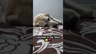 Lazy Sundays are made for lazy dogs.#dog #dogs #labrador #shorts #shortsfeed #ytshorts #sunday