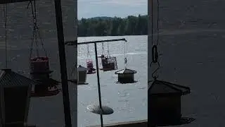 Mississippi River Crocodile!