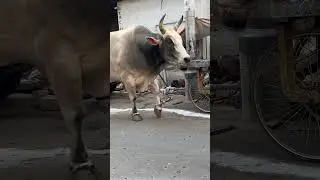 Desi indian bull #shortsvideo #youtubeshorts #viral #trending #shorts #animals