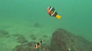 小田原のクマノミ夫婦