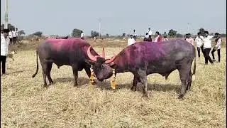 Bajrang VS shera Hele ki takkar Ramtek nagardhan 🔥🔝#video #virel #hela #explore #virelshorts #funny 