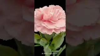 CARNATION FLOWER blooming Time Lapse #shorts