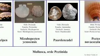 Mollusca, orde Pectinida mantel placenta magellanicus Argopecten Chlamys Similipecten multistriata