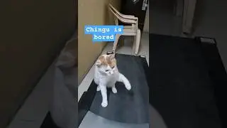 Bored chingu does monkey tricks #catshorts #catvideos #funnycats #caturday #kitty #cats