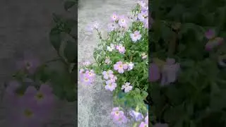 Virginia stock winter flowers my garden#shortvideo