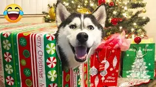 🐾 Hilarious pet moments to brighten your day! 🐶 Guaranteed smiles! 😸