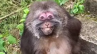 Monkey core part 5 🐒🍌