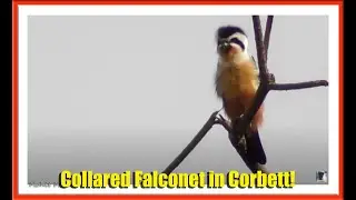 Collared Falconet with Dragonfly Kill in Dhikala, Corbett