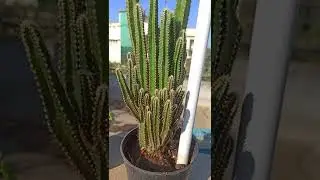 🌵Triangle Cactus 🌵 My  Wish listed Plant