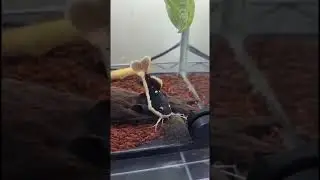 ikan RTC rakus makan terus #shorts #viral #ikanpredator #toman