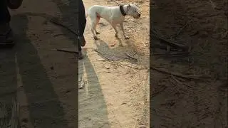 How to socialize your dog 👺✅️ #music #alphathedogo #pitbull #dogbreed #mastiff #dogo #pets #dog