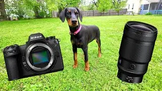 Nikon Z6iii vs Impossible Animal Eye Tracking
