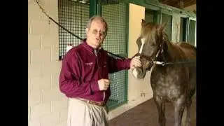 Natural Pest Control For Your Horse (HD)