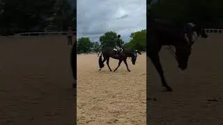 Talk Southern To Me 2015 17.2 hh AQHA/NSBA gelding by It's a Southern Thing