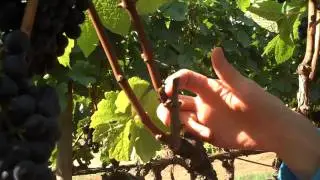 Pruning Basics: Spur Pruning