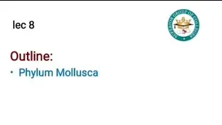 Phylum Mollusca | Characteristics, Examples & Structure | Class 11