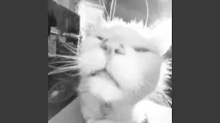 Groovy cat