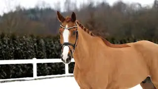 *2015 gelding Allrounder FOR SALE 