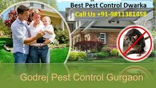 Pest Control Gurgaon, Dial 91-9811381458