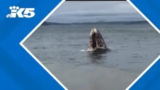 Family spots gray whale off of Whidbey Island