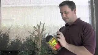 Bonsai - Lime Sulfur Application Safety on Driftwood