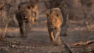 Approaching Lions on Foot | Mana Pools | Zimbabwe