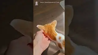 Разговор с котом Руфи😸 Его авторитетное мнение #shorts #cat #comedy #funny