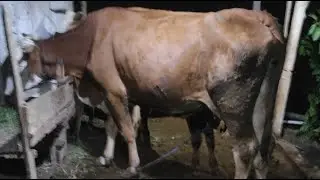 🐄 Calm Cow Barn Live | Peaceful Farm Sounds for Deep Relaxation 🌿 #animals #cows #farmer
