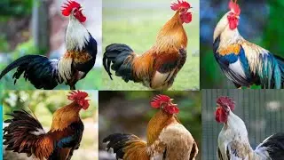 Different Rooster Crowing Sound | Rooster Crowing Compilation | Roosters Sound | relaxing sounds