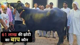 दुनिया की सबसे ज्यादा दूध देने वाली भैंस | World Biggest Udder Buffalo